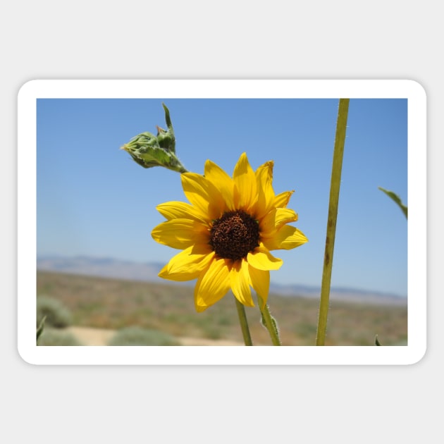 Sun flower, wild flowers, Mojave Desert, California Sticker by sandyo2ly